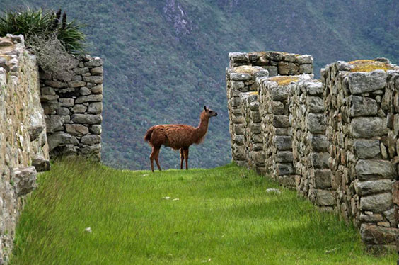 Cusco-1.jpg