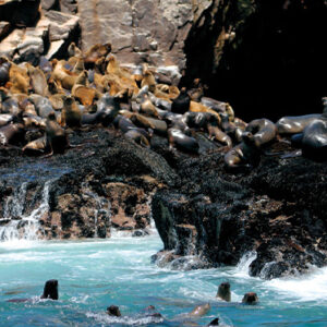 Vive la oportunidad de nadar con lobos marinos en las Islas Palomino