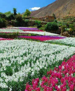 Tarma y sus flores